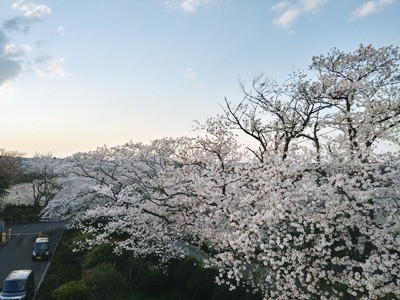 桜の樹の下には･･･