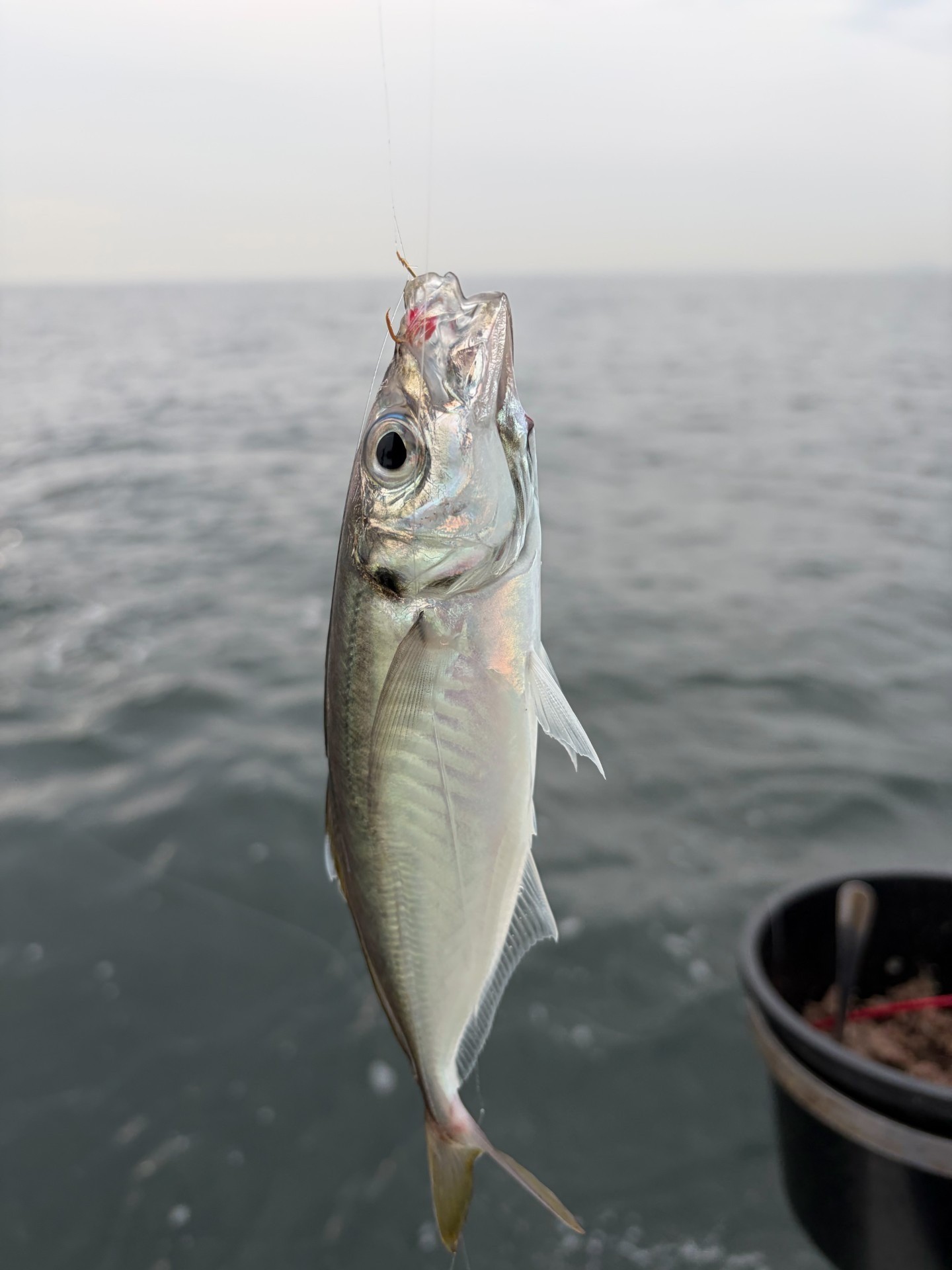 東京湾の太公望